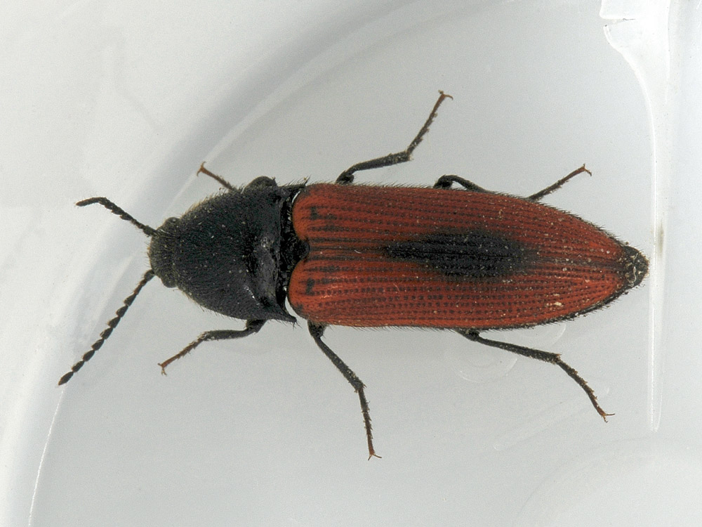 Ampedus sanguinolentus? (Elateridae)
